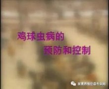 夏季球蟲到底該怎么預(yù)防治療？都在這里！